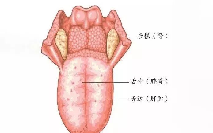 舌頭上藏著的健康密碼伸伸舌頭就知道五臟六腑哪裡不好