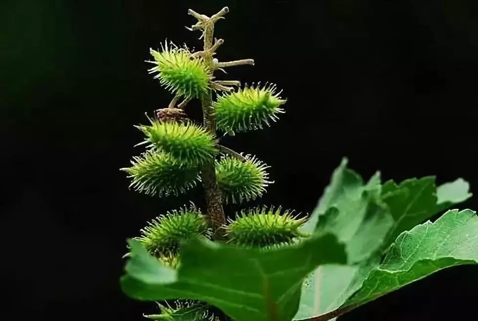 小時候常見又叫不上名的植物易門農村娃一定全見過