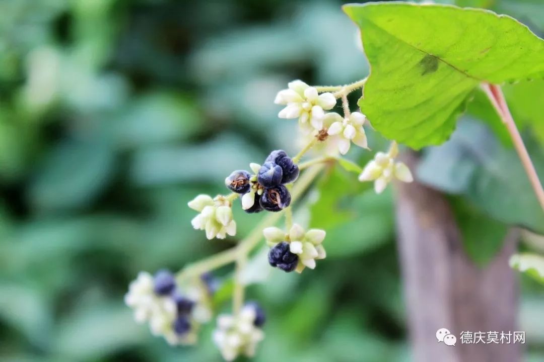 德慶農村常見的火炭子小時候當零食吃竟想不到有如此功效