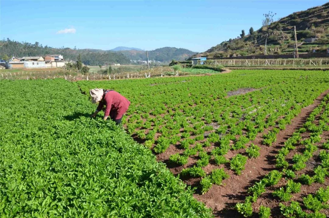 广西大叶枸杞菜种植图片