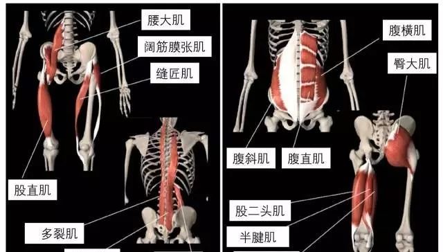 骨盆前倾的原因  骨盆前倾的主要原因是身体前后两侧肌肉不平衡,分2对