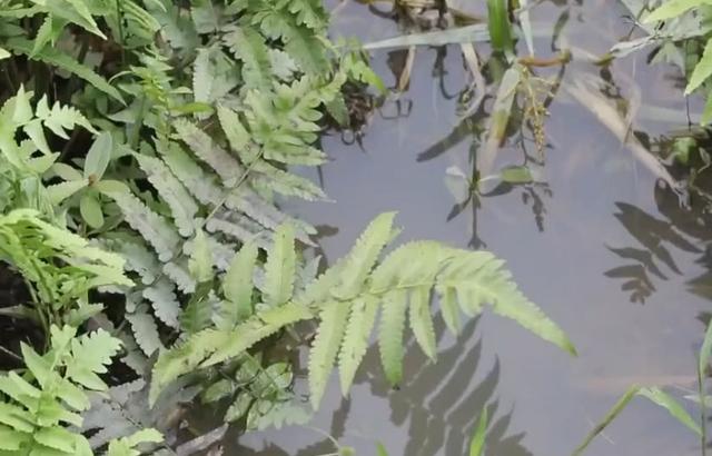 這種水蕨菜青翠欲滴,口感非常的嫩,不知道你有沒有吃過它呢?