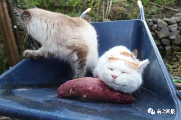 猫叔家今年又迎来了大丰收