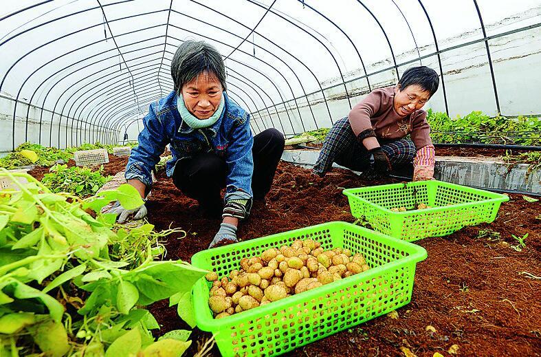 在莱城区牛泉镇贺小庄村金牛薯业种植专业合作社马铃薯基地大棚,村民