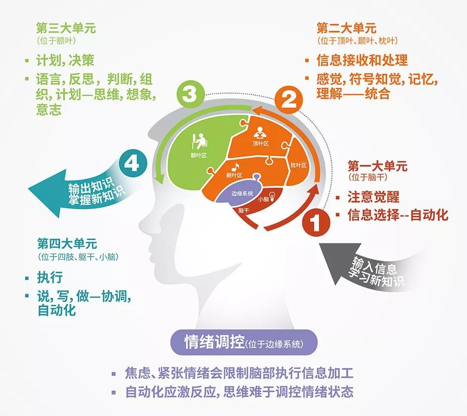 充分统合感觉,符号知觉,记忆,理解等对信息进行加工(3)决策阶段:大脑