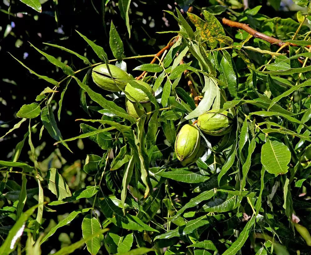 高產碧根果苗種植事項