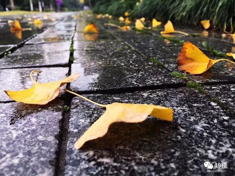 最美不过落叶!有杭州网友发现了落叶的新玩法"雨中芭蕾,太创意了