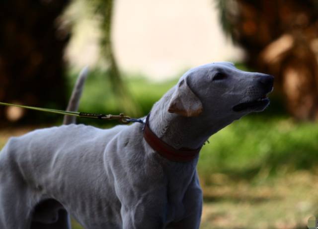 蒙古细犬的性格特征图片