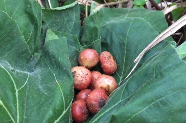 這種野地瓜你有吃過嗎很多人都希望能夠大規模的種植這種水果