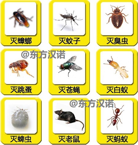 家庭虫害防治方法除虫公司告诉这些害虫如何防治