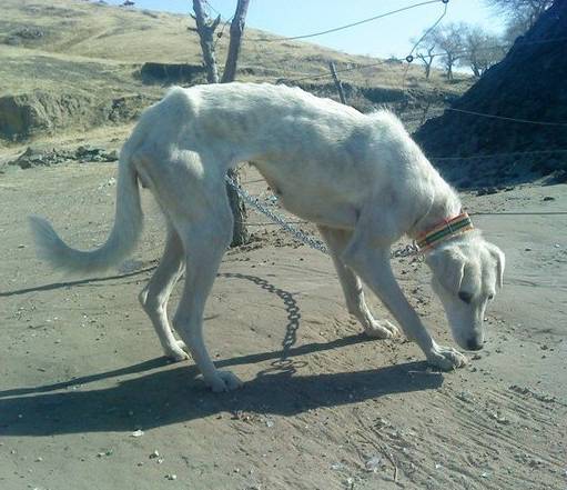 曾经蒙古帝国的战犬蒙古细犬