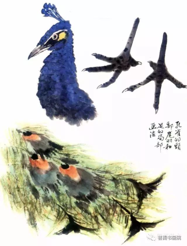 孔雀爪子画法图片