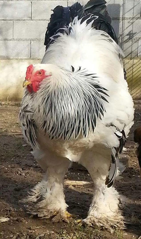 婆罗门最大战斗鸡重达77公斤成网红