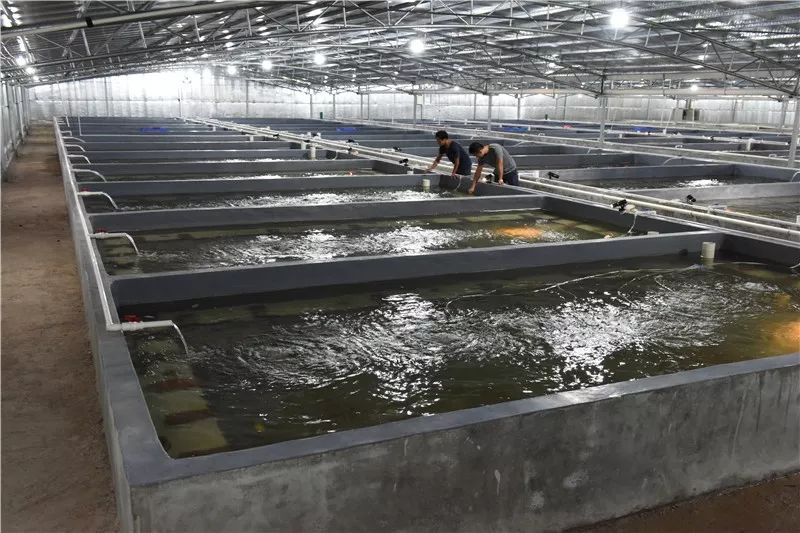 基地2018年4月,掌握了澳洲淡水龙虾种苗繁育核心技术和生态标准养殖