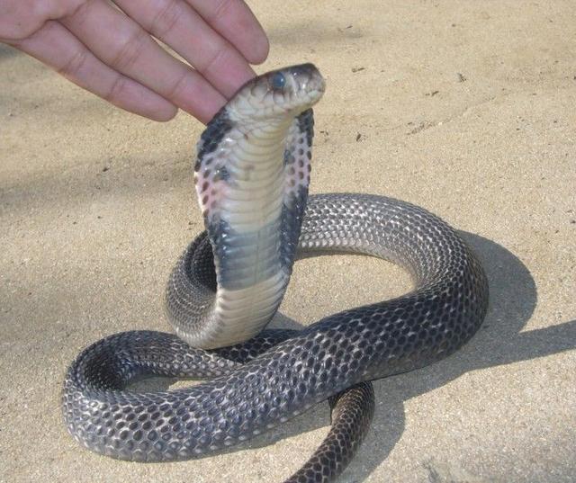 中国十大毒蛇之一的舟山眼镜蛇学名中华眼镜蛇大家都认识吗