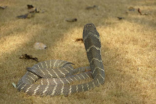 中国十大毒蛇之一的眼镜王蛇看看就害怕