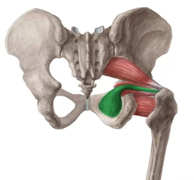 穿经坐骨大孔的肌肉图片