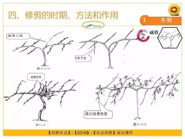 猕猴桃摘心技术图解图片