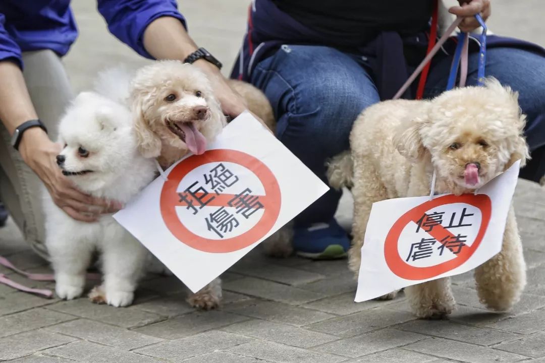 那些面對動物承受巨大痛苦毫無同情還覺得興奮刺激快樂的人,我們無法