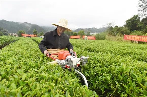 昭平县那边

有茶叶苗（广西昭平最闻名

的茶厂）《昭平茶叶最出名》