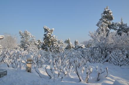 沒有雪的冬天,總覺得少點什麼,南方的親們,這些雪景圖美哭你