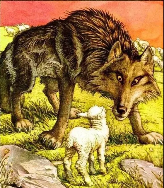 狼和羊的图片温馨图片图片