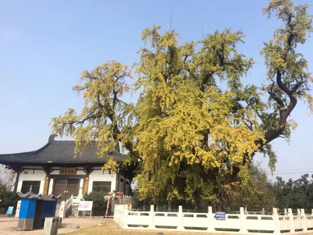 南京浦口惠济寺有三株古银杏,已经有1500多岁,应该是南京地区最古老的