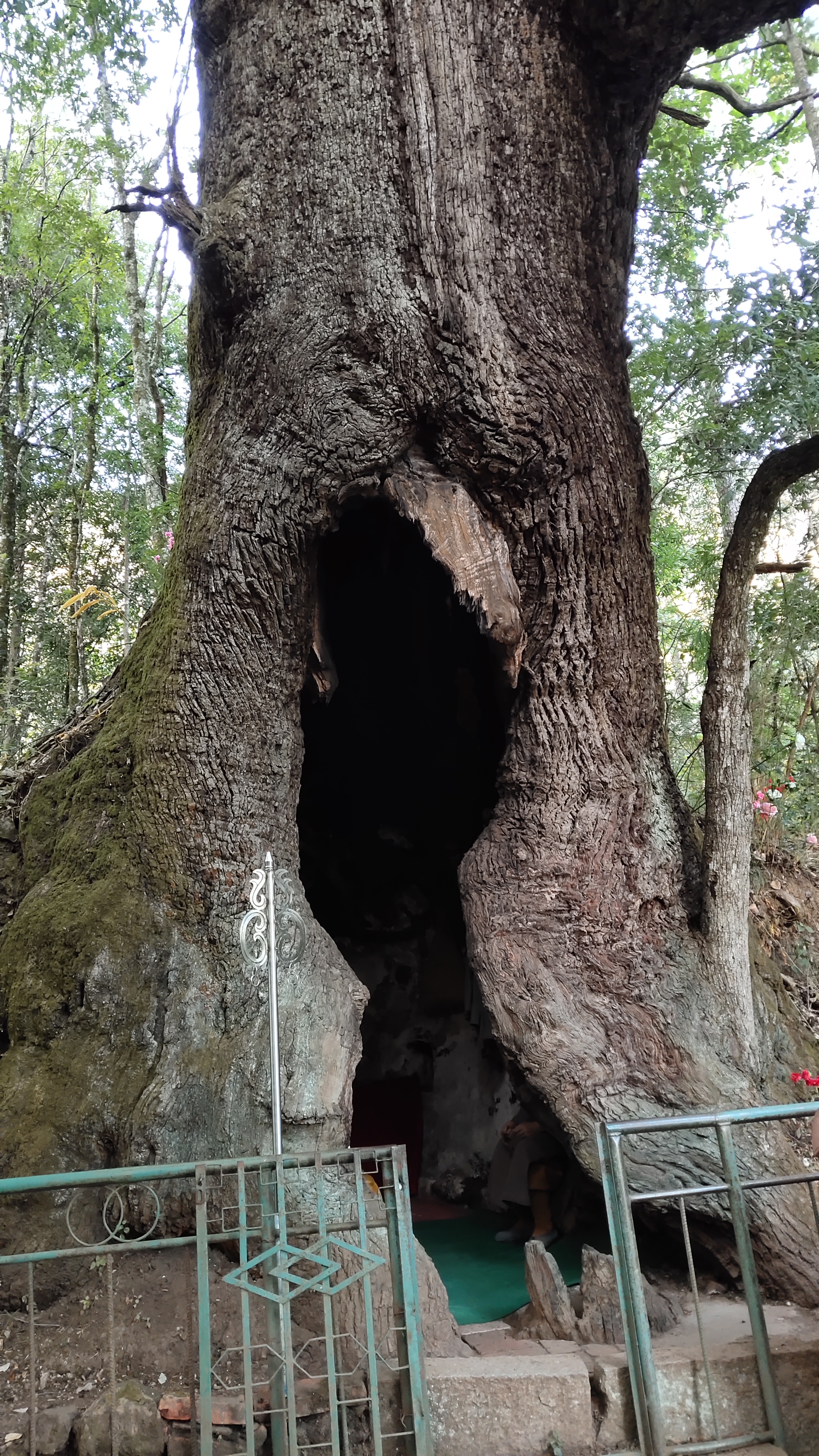 这棵树的年龄比北京故宫还要年长好几百岁,很少有人知道!