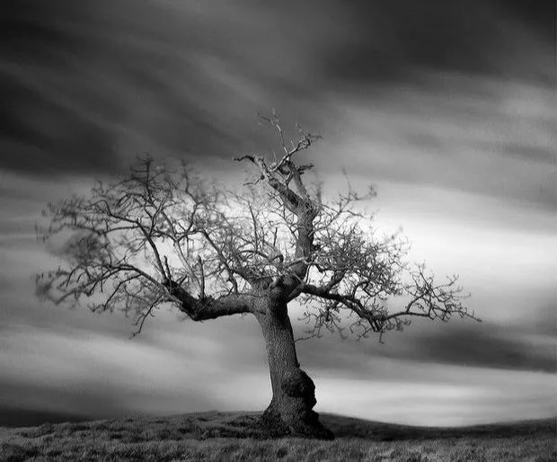 心理测试:4棵树哪一个最孤独,测你是个能耐得住寂寞的人