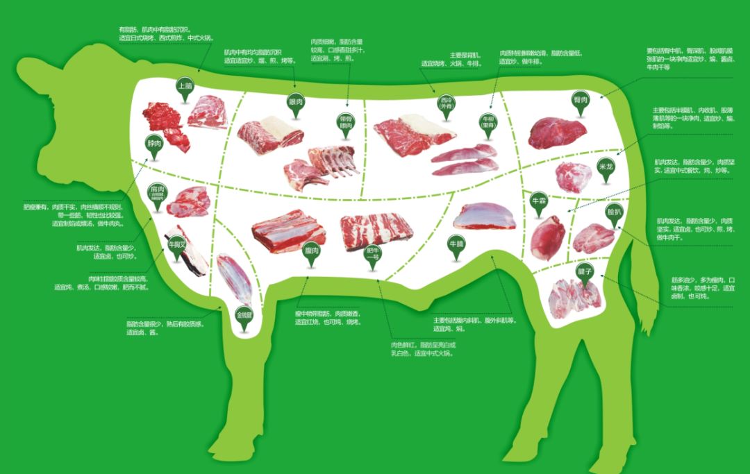 美国牛肉分割图高清图片