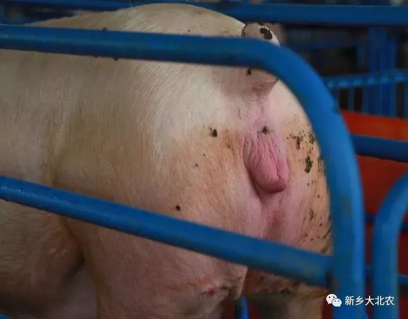 生物安全丨产房和哺乳期母猪的生物安全