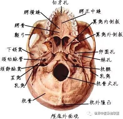 颅骨—系统解剖(图文)