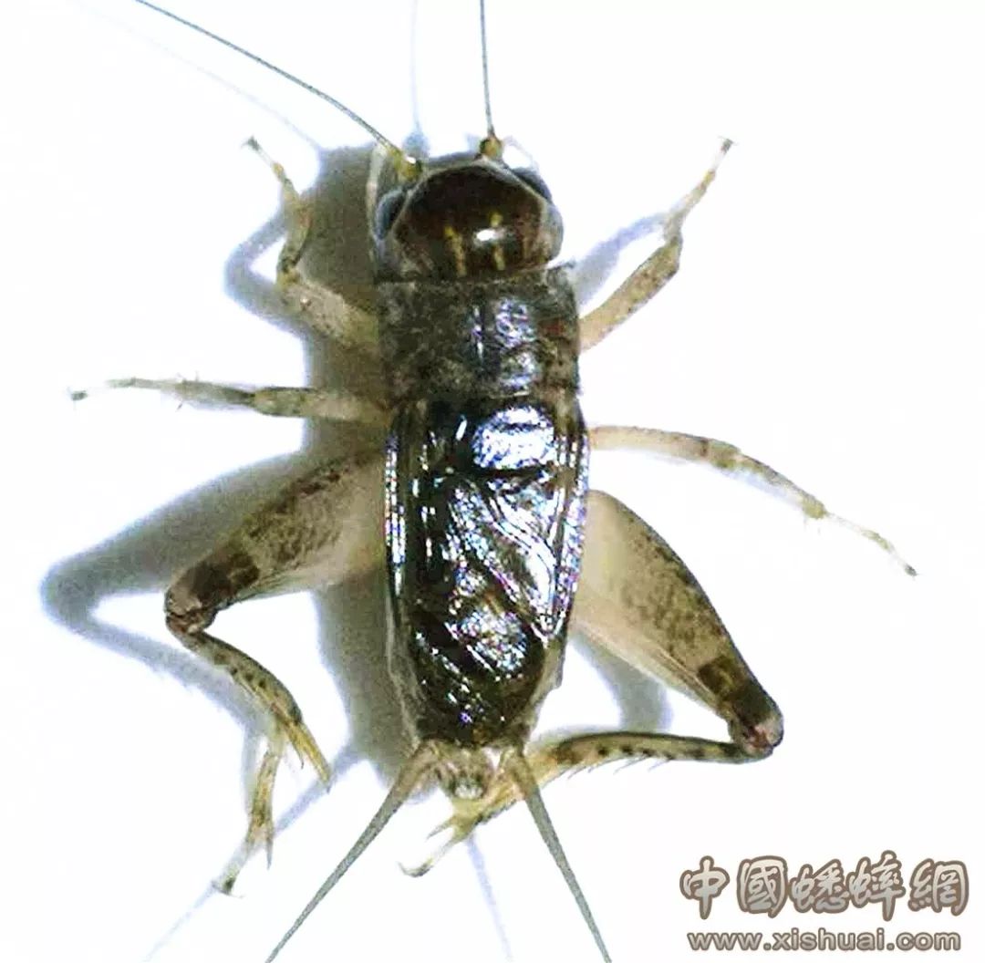 紫壳白牙蟋蟀将军虫王图片