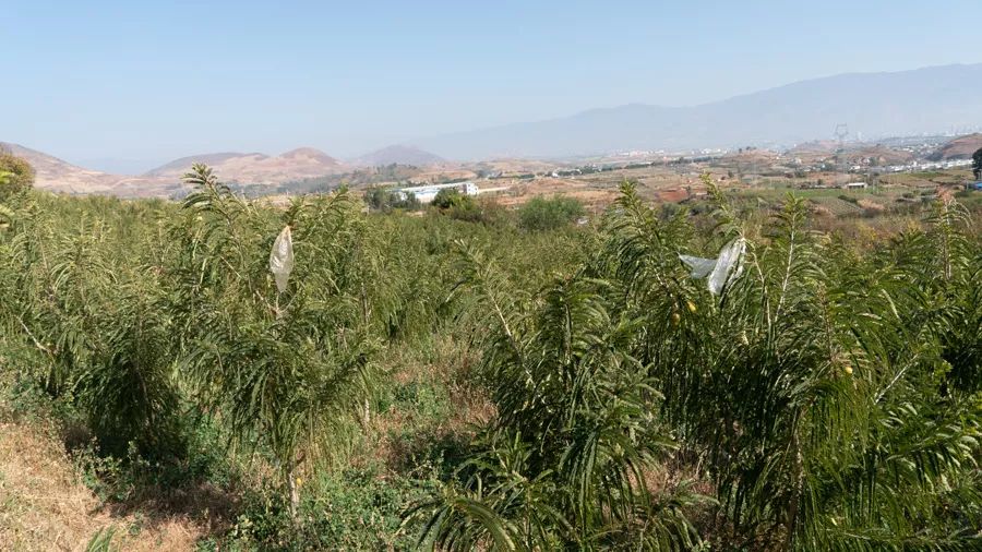 滇橄榄种植基地图片