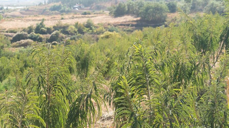 滇橄榄种植基地图片