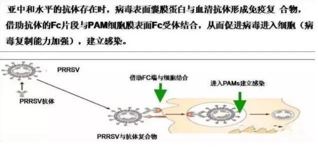 抗體依賴性增強作用(ade):在某些情況下,免疫所產生的抗體不但材苘