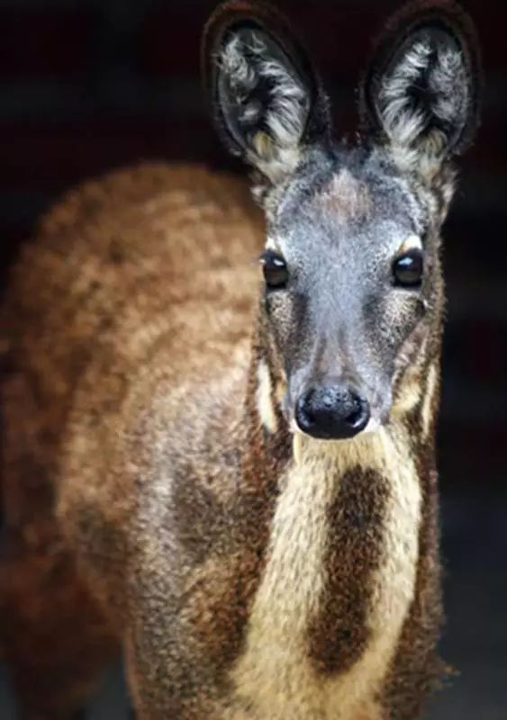 怒江高黎貢山國家級自然保護區首次拍攝到珍稀瀕危野生動物林麝活動