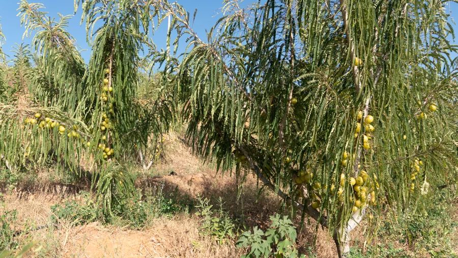 滇橄榄种植基地图片