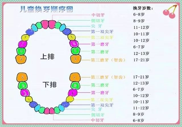 牙齿的排列名称图片