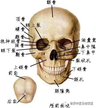 头颅解剖图骨头图片