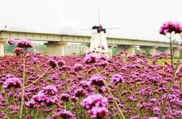 淮南潘集區武廟村,重點文物保護單位廉頗墓所在的壽縣郝圩村,和壽縣