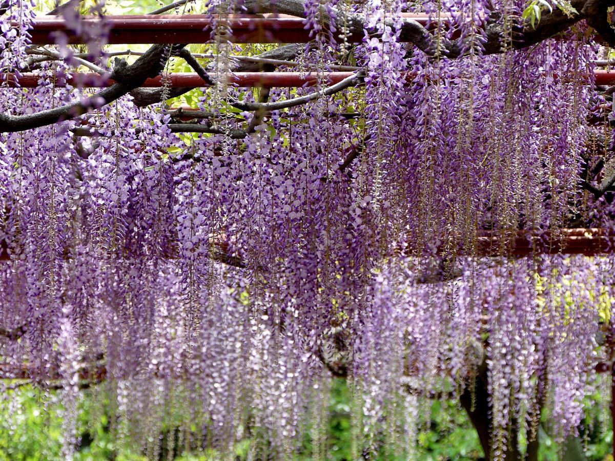 紫藤spark图片