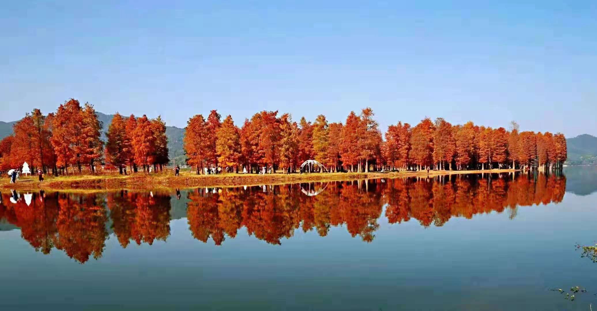 宁波网红水杉林再次刷爆朋友圈,景色是很美,环保更重要