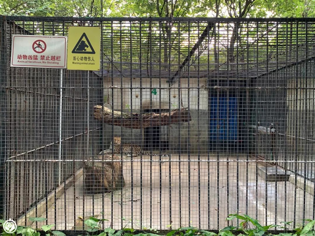 中国动物园游记南宁动物园花果山的猴也没这儿好看