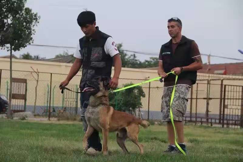 河北赵州桥犬业李浩:忠诚能长久,实在才常在(图文)