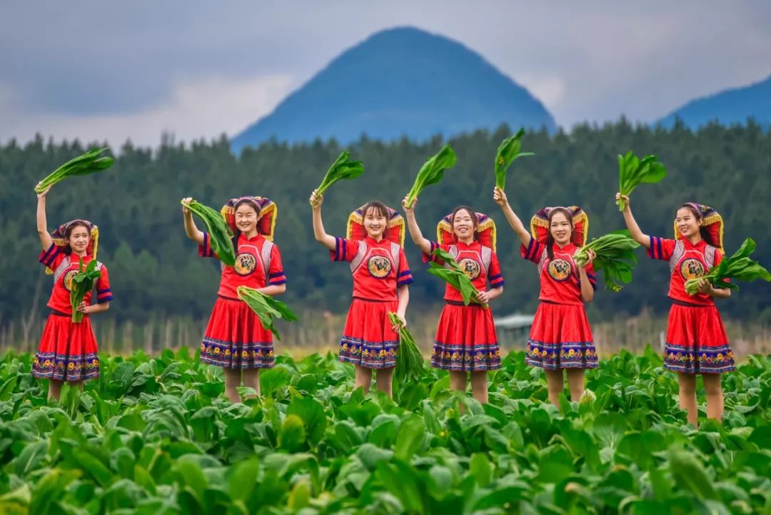 连州菜心节来了今年的活动有多盛大呢