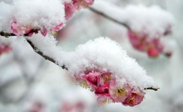 萬物都不是完美的,傲雪,紅梅相輔相成,取長補短,才是冬天裡最美麗的景