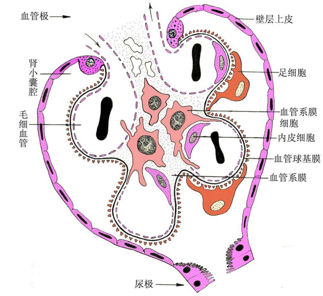 肾细胞结构图图片