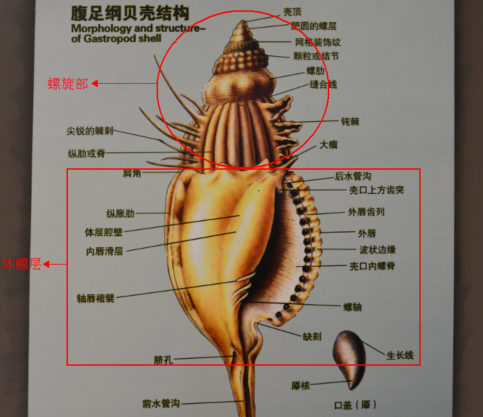 田螺内部结构图图片