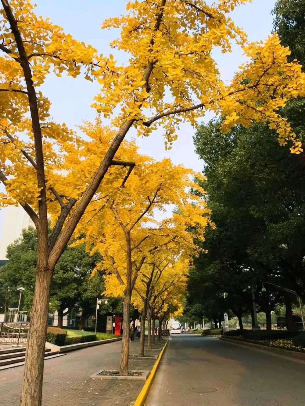 上海市區已經變成了